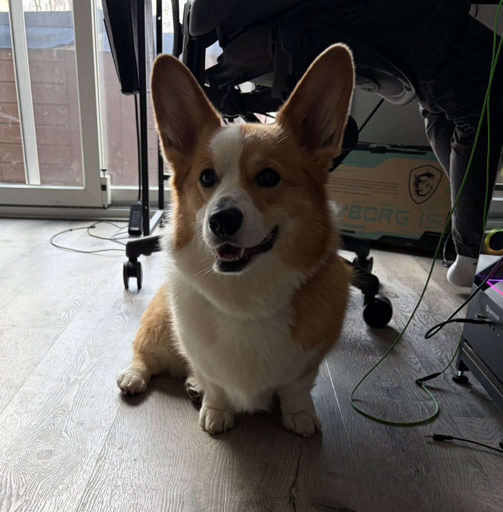 Isadore the Corgi tweet media