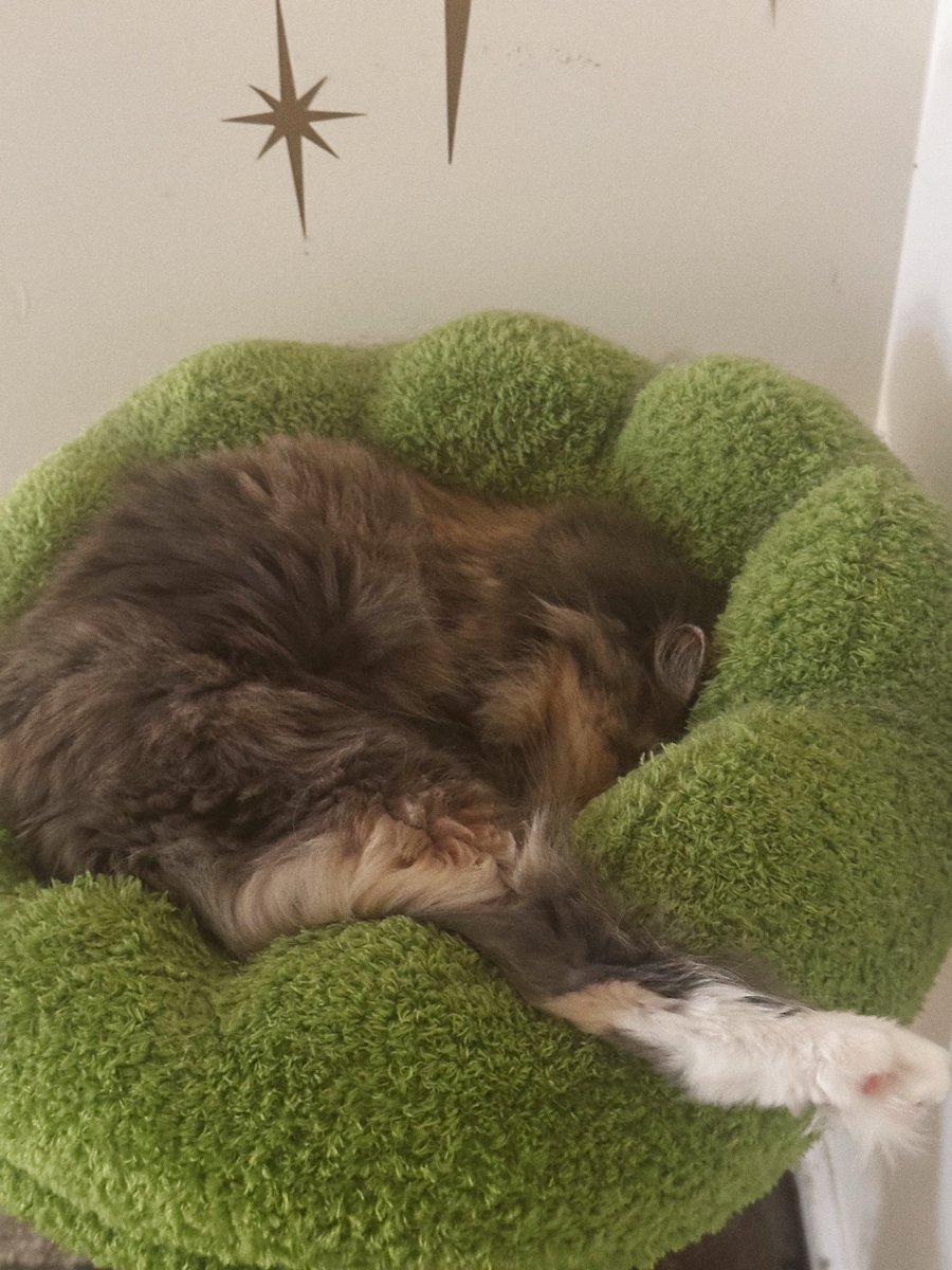 neopet sematary tweet media