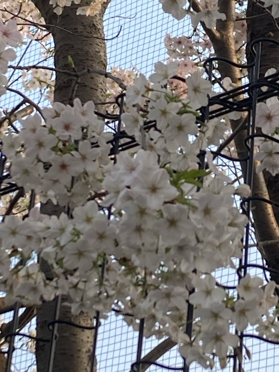 ピンシャー tweet media