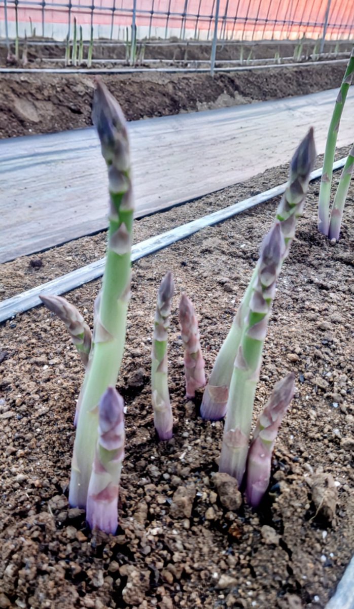 おはようございます
今日の様子
外は少し霜がおりてますね

#宮城栗原産アスパラガス