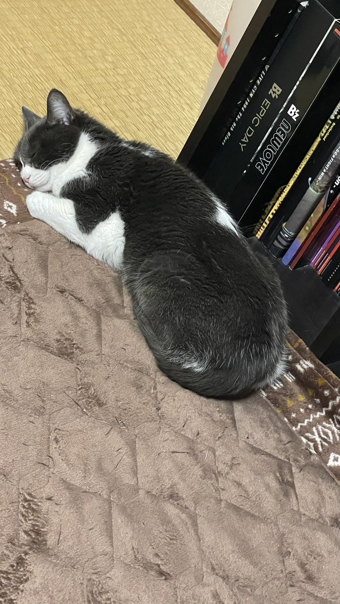 ゆーとぴあ tweet media