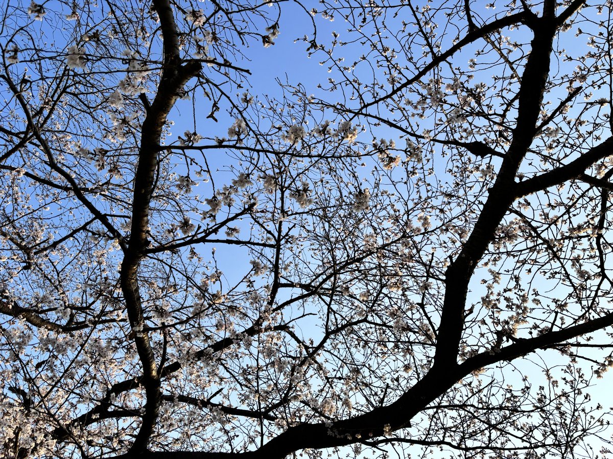 棗大福 tweet media