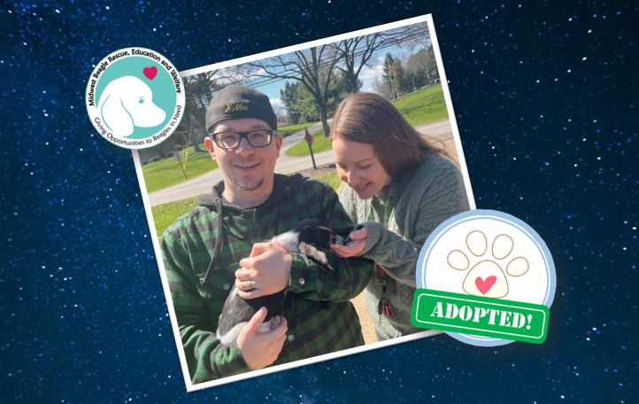 MidWest Beagle Rescue, Education and Welfare, Inc. tweet media