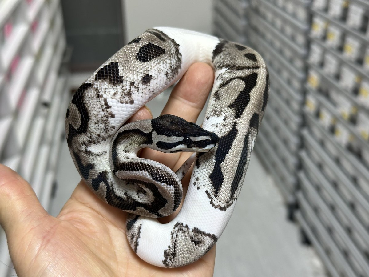 Violet B•P ボールパイソン tweet media