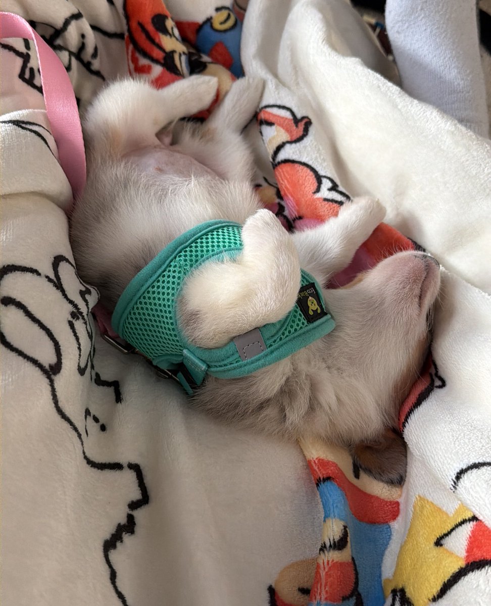 CyYuVtuber 3.0: Tech Support Arc tweet media