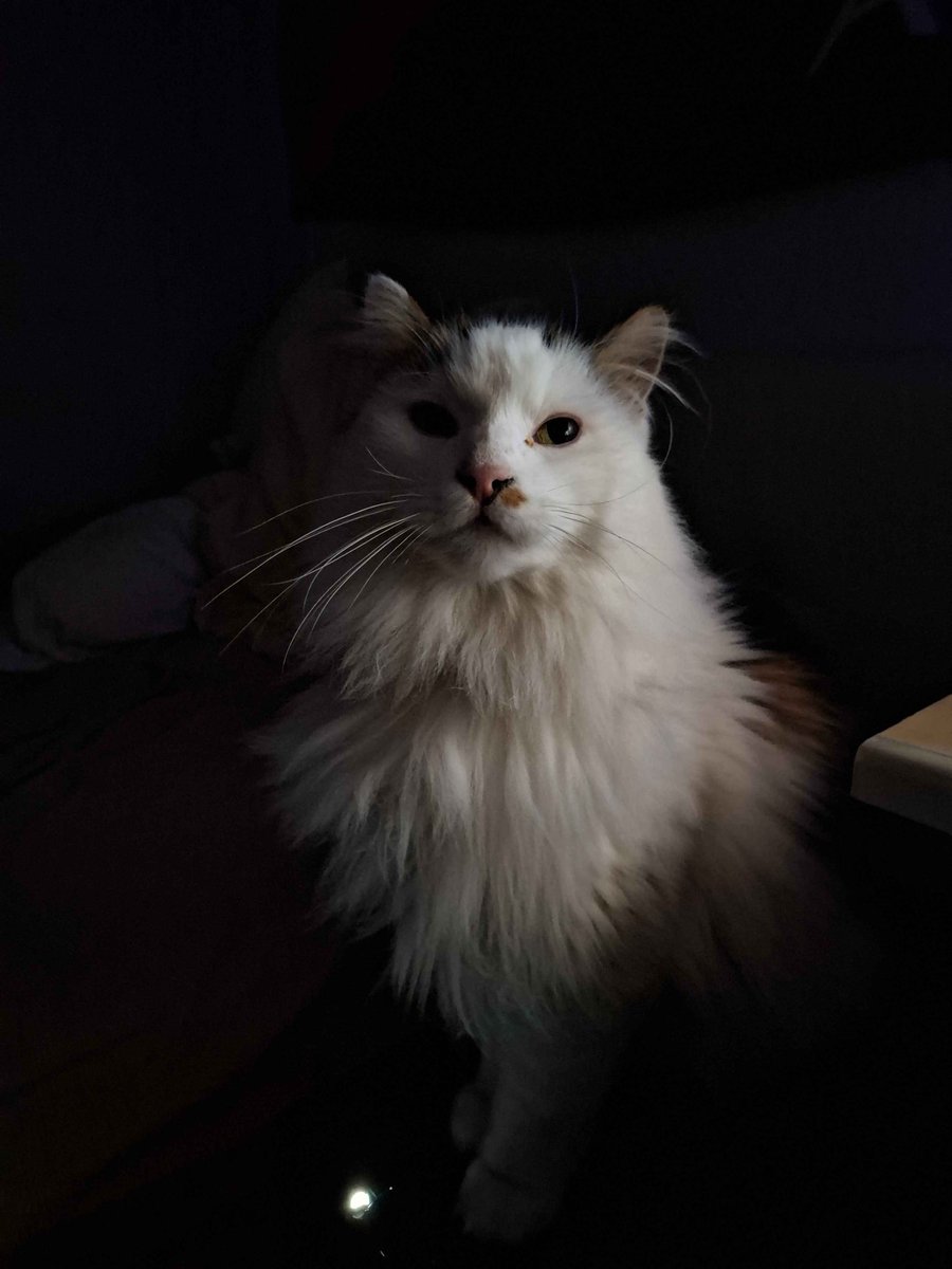 m ˚ ༘ ⋆｡˚ tweet media