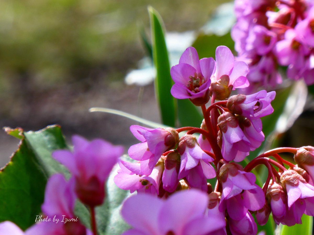 いずみ tweet media