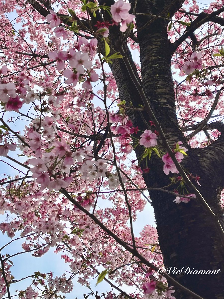 ♦︎♢°̥ Diamant (ディア)♢♦︎°̥࿐♦︎ tweet media