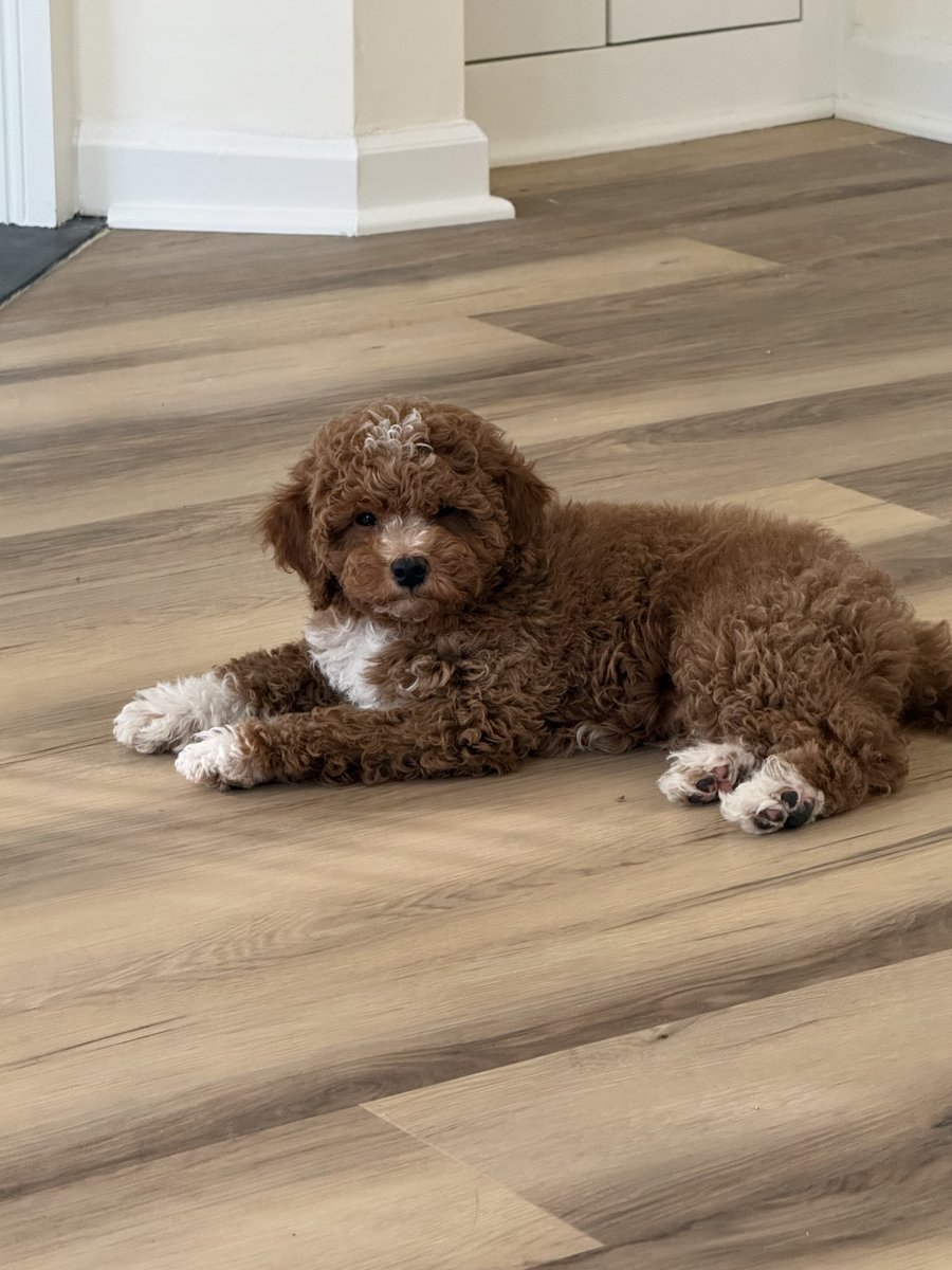 Arnie Spanier tweet media