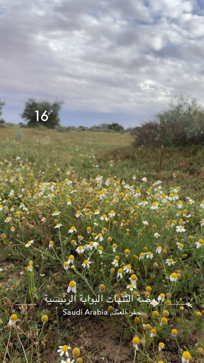 Haifaa Alrashoud tweet media