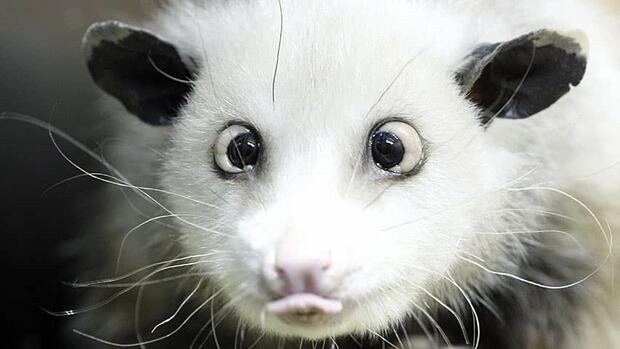 Harry R. Sohl tweet media