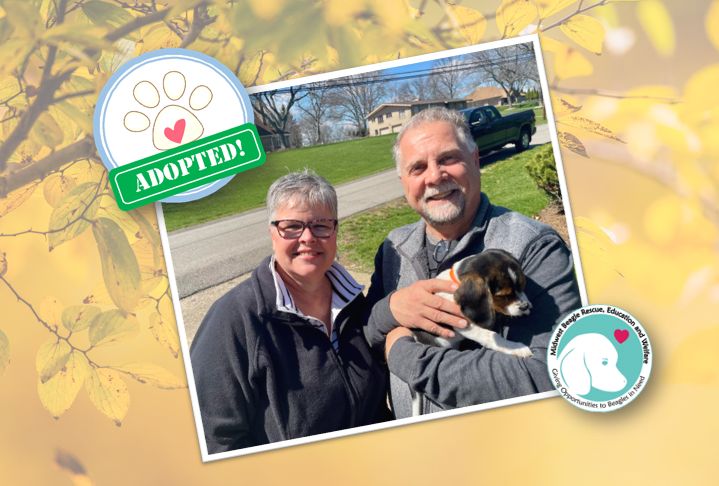 MidWest Beagle Rescue, Education and Welfare, Inc. tweet media