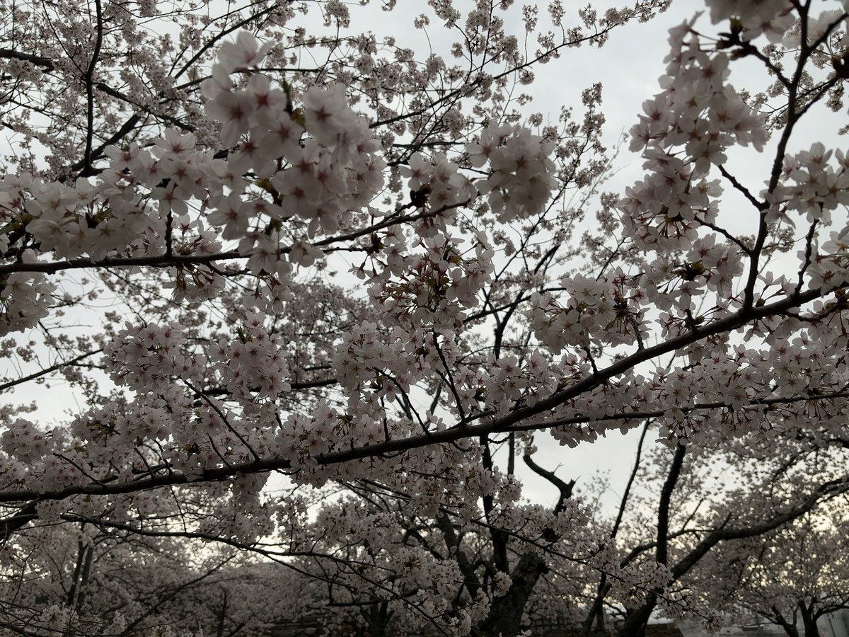 ゲーミング尻尾が生えてるメロン【ルンルンぱっぱ】 tweet media