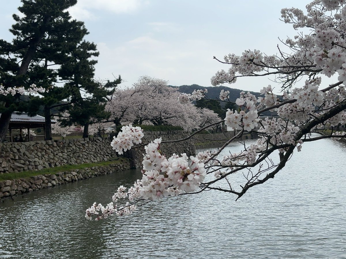 ゲーミング尻尾が生えてるメロン【ルンルンぱっぱ】 tweet media