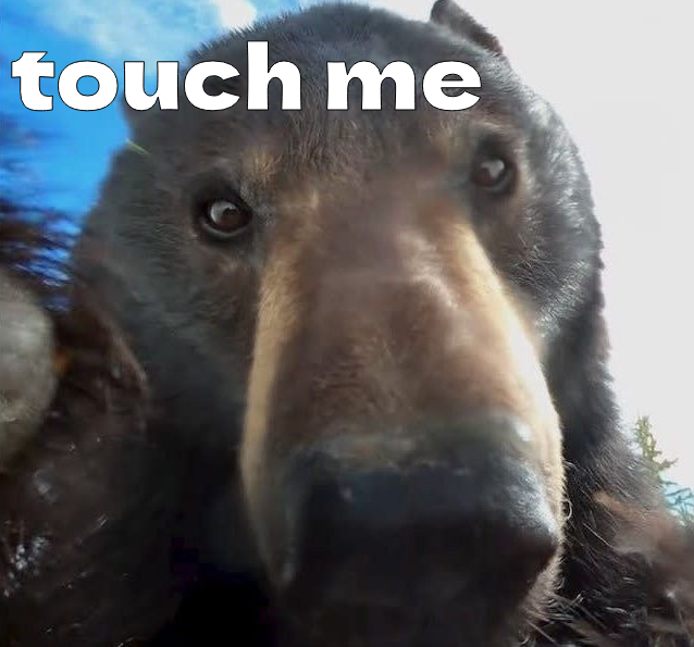 BearyDales tweet media