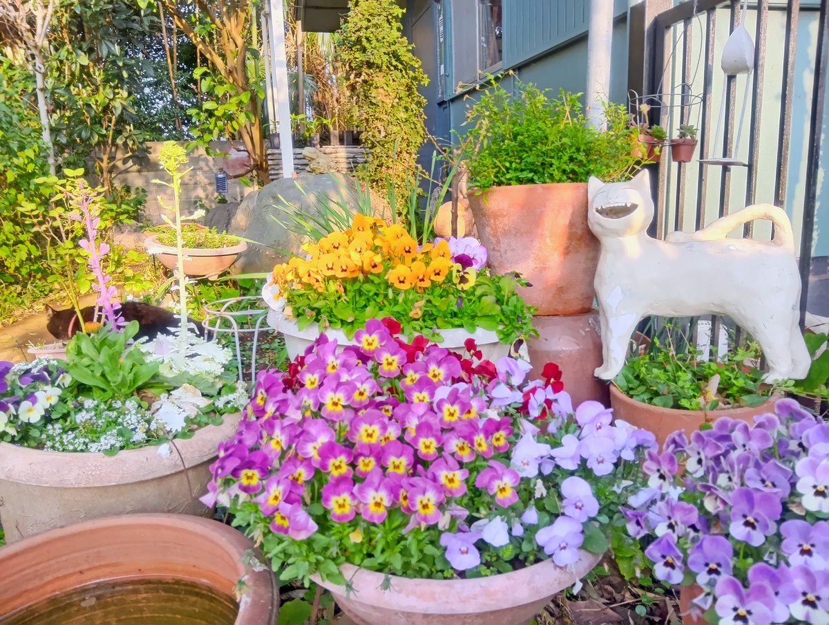 多田すみえ tweet media