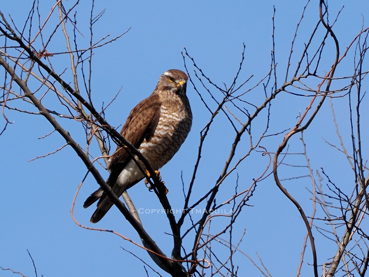 tMAquila tweet media