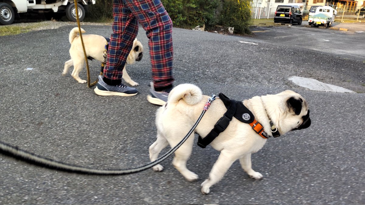 いんでぃ tweet media