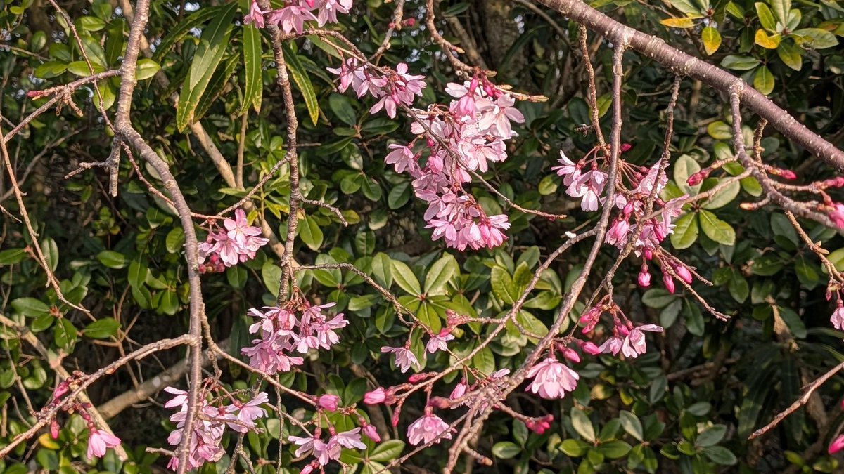 れどばぐ tweet media