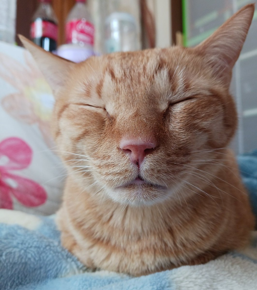 ポンコツちゃーちゃんは猫🐱が好き tweet media