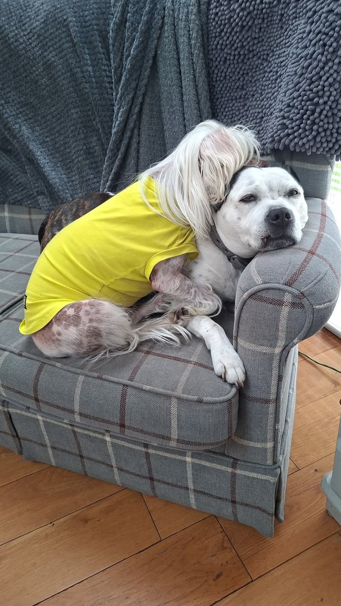 The Chinese Crested Club Of Great Britain Rescue tweet media