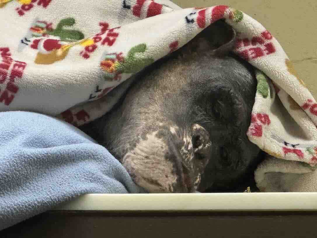 Chimpanzee Sanctuary Northwest tweet media