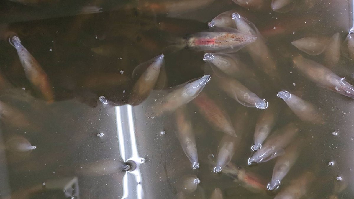 えびよね（蛯米水産加工）塩辛🦑🖤富山 tweet media