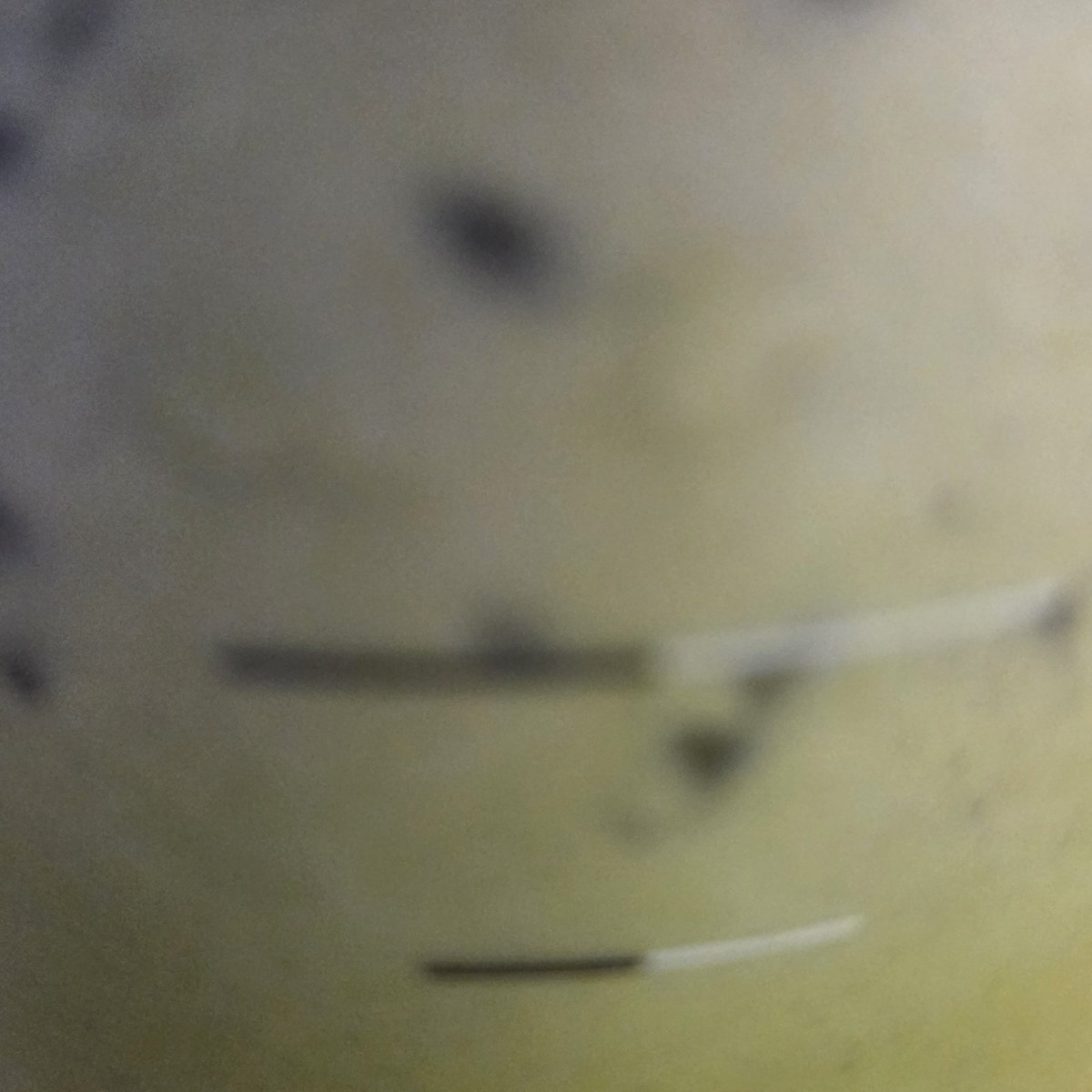 Maina Lilac ☔️🌱 VTuber tweet media