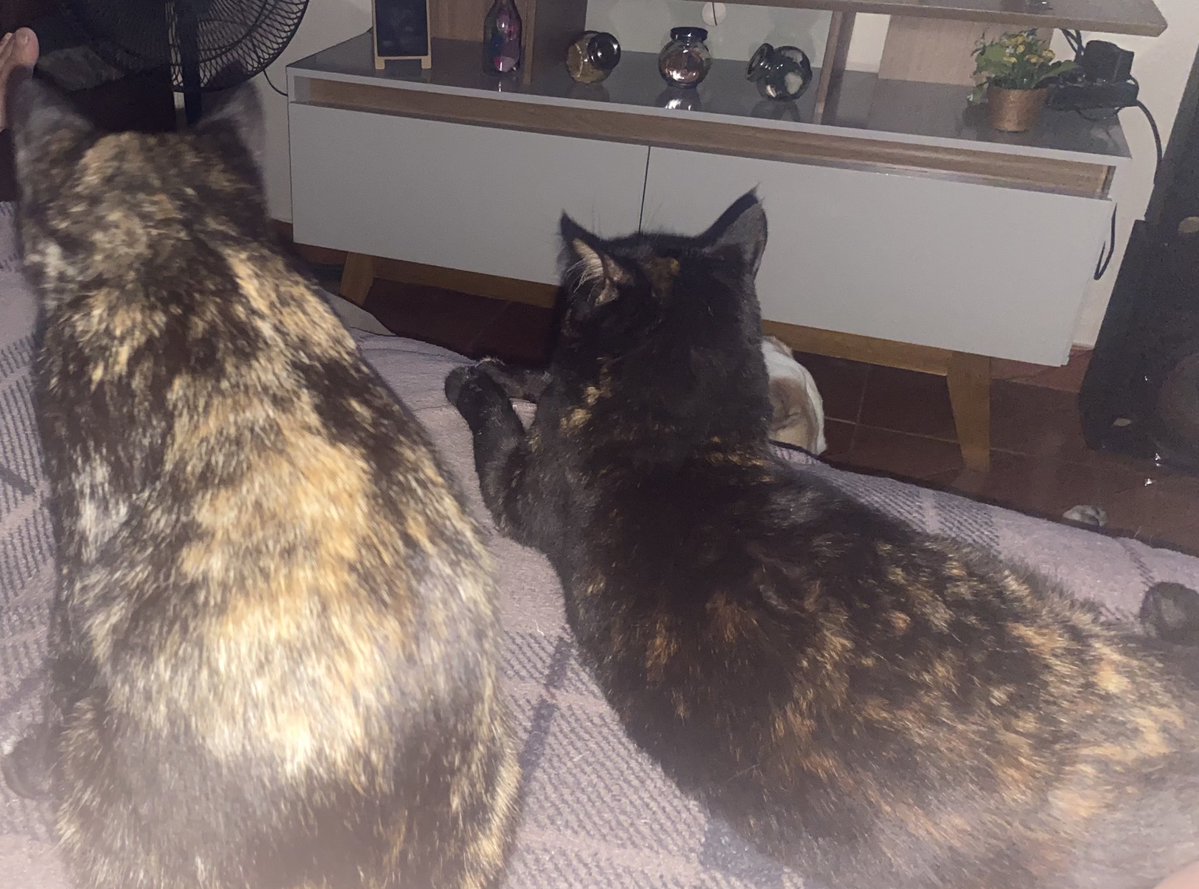 priscilla tweet media