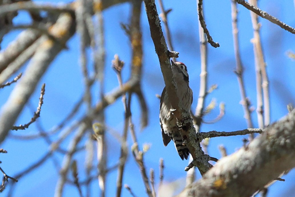 naturalisimo tweet media