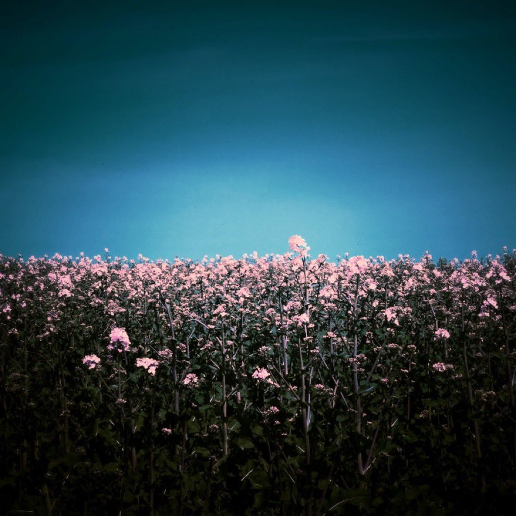 S_Galimberti tweet media