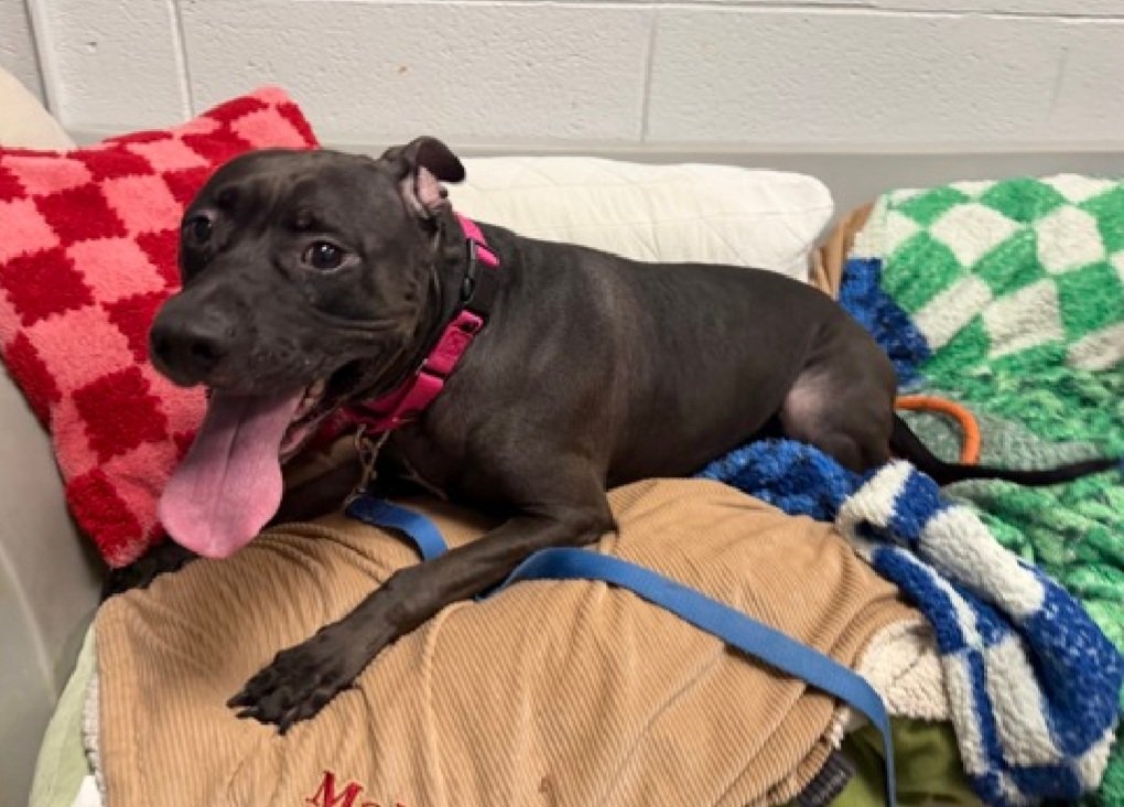 Morgan Fairchild's Dogs tweet media