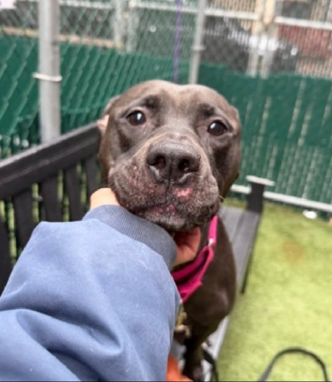 Morgan Fairchild's Dogs tweet media