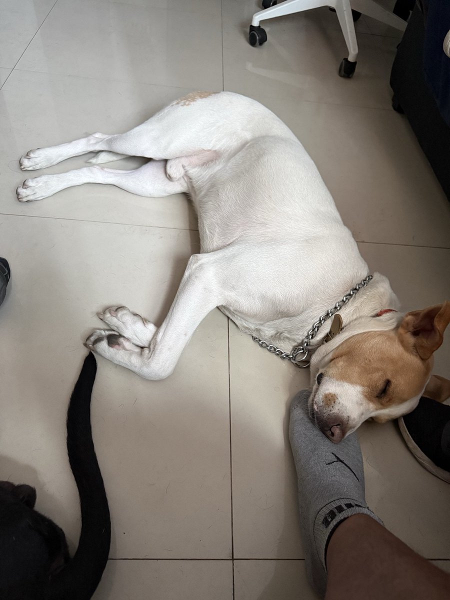 fjqasil75's tweet photo. #Chicle es un lindo #Perregrino que al parecer no sabía que estaba en #Adopción, desde que fuimos a la #FeriaDeAdopción en #ParaueDeLosVenados, anda extra chicloso, jaja. Como pueden ver, vive en un departamento sin mayor tema, puede ser tu compañero perfecto #AdoptaNoCompres 💚 https://t.co/TnZLqa7XYa