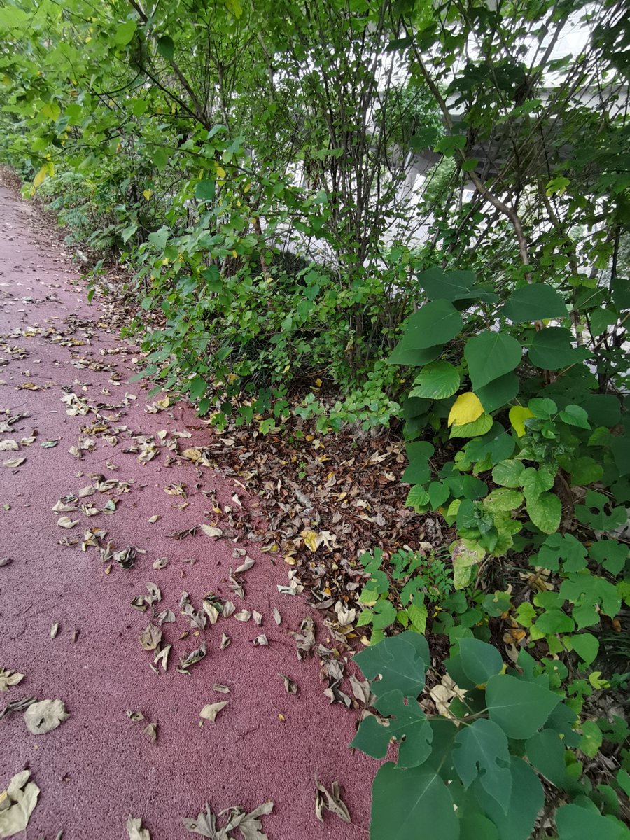 Bryony Maxwell tweet media