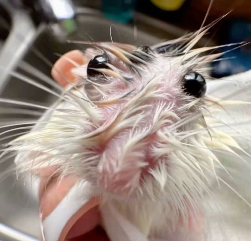 LordLami tweet media