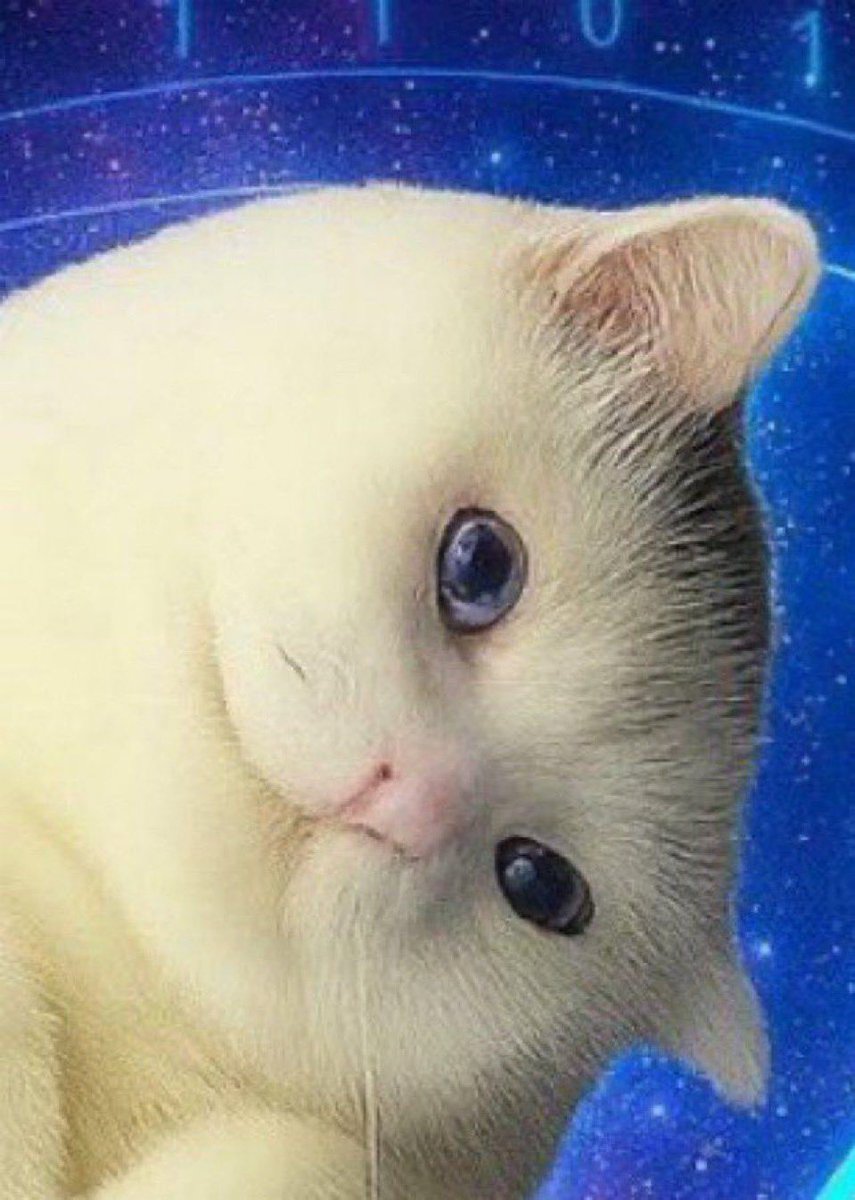 BDcrypto tweet media