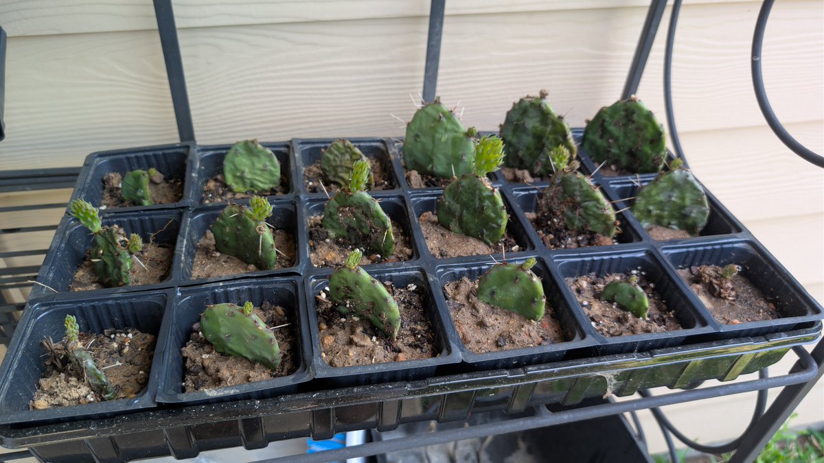 Jacob Nowatzke tweet media