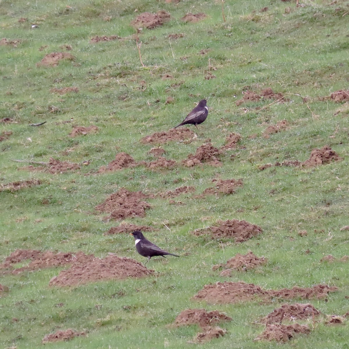 Great to see 3 Ring Ouzel’s back in the Durham Dales this morning despite the freezing conditions 👍 <a href="/DurhamBirdClub/">Durham Bird Club</a> <a href="/durhamwildlife/">DurhamWildlifeTrust</a> <a href="/teesbirds1/">teesbirds</a>