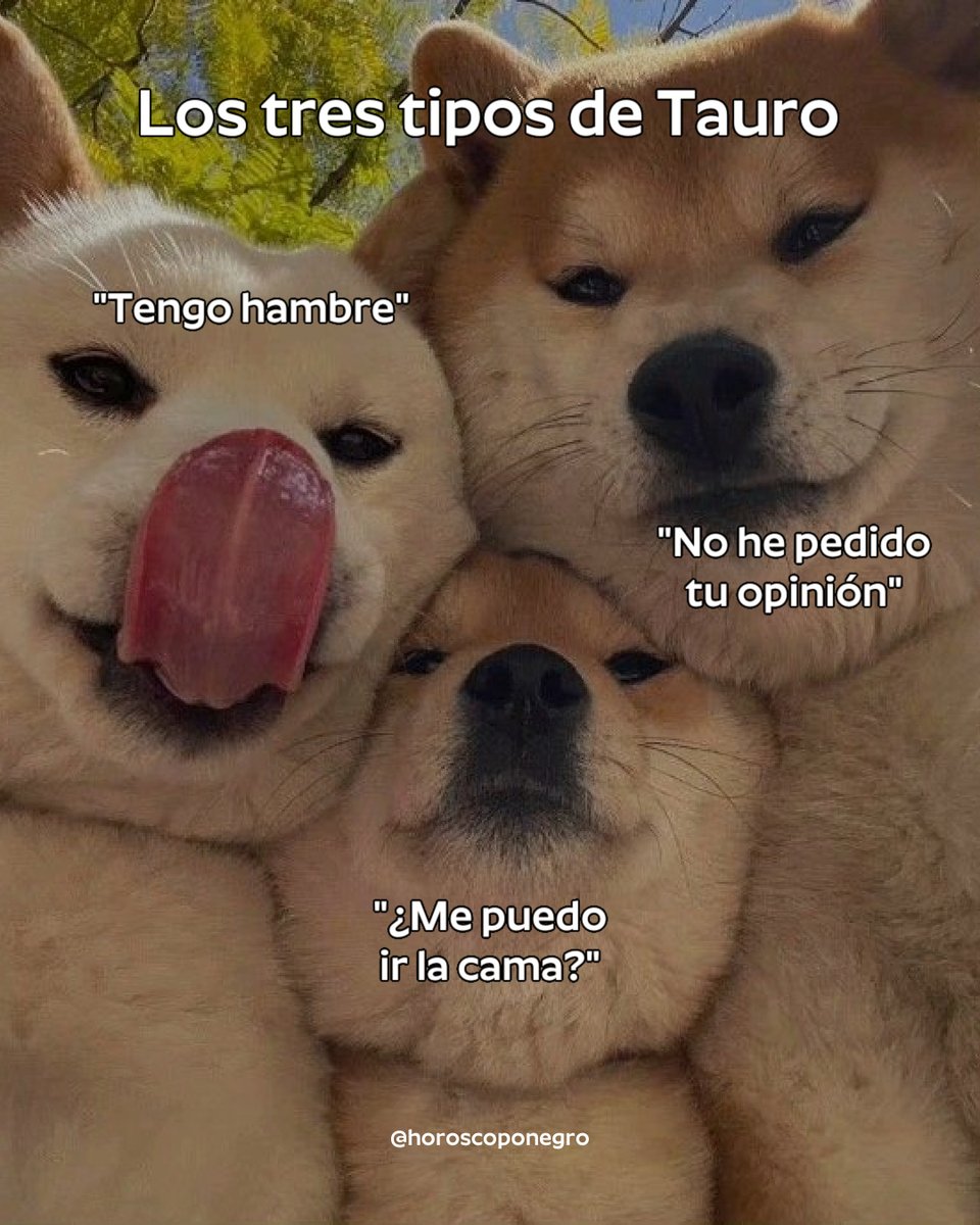 ▲TAURO▲ tweet media