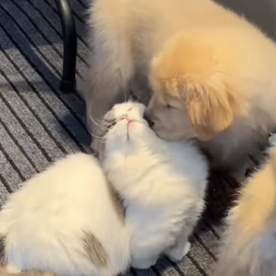 2TEE2TREND tweet media