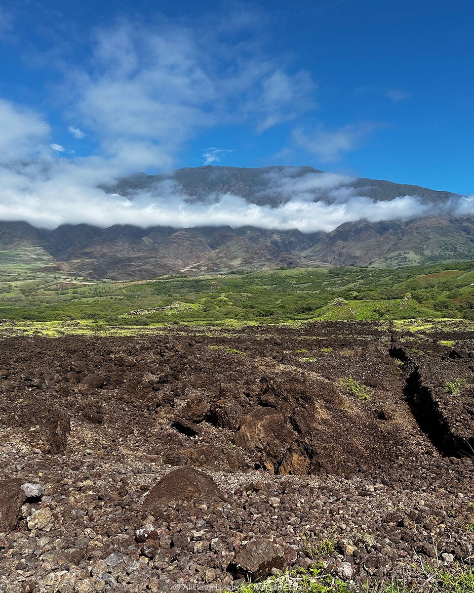 Alii Resorts tweet media