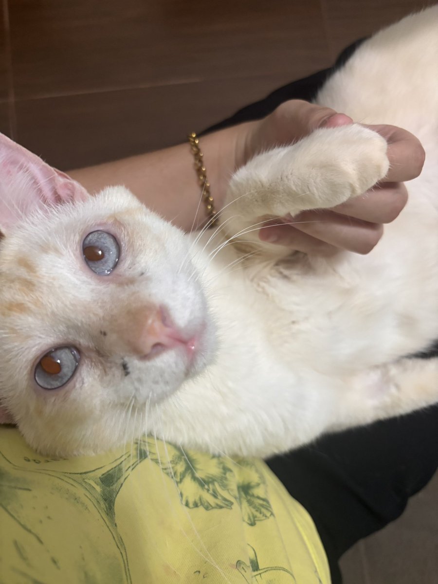 MiiiA⚢ filha dos Hollanov tweet media