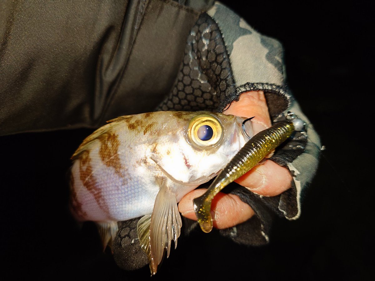 ポン太(ポンコツ)@ tweet media