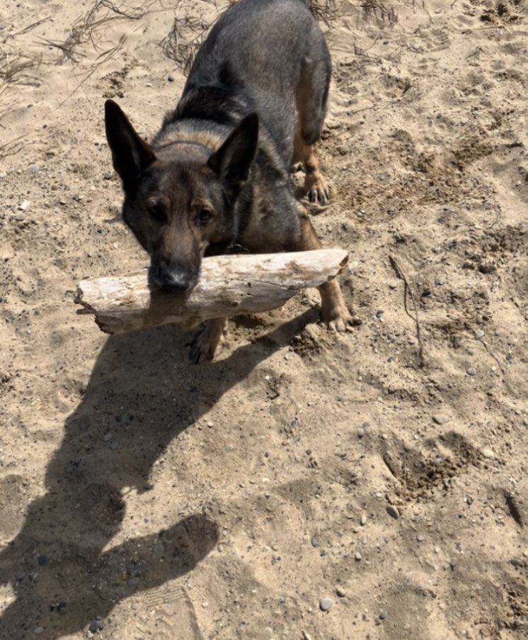 🌲Stained Glass Audio🌲 tweet media