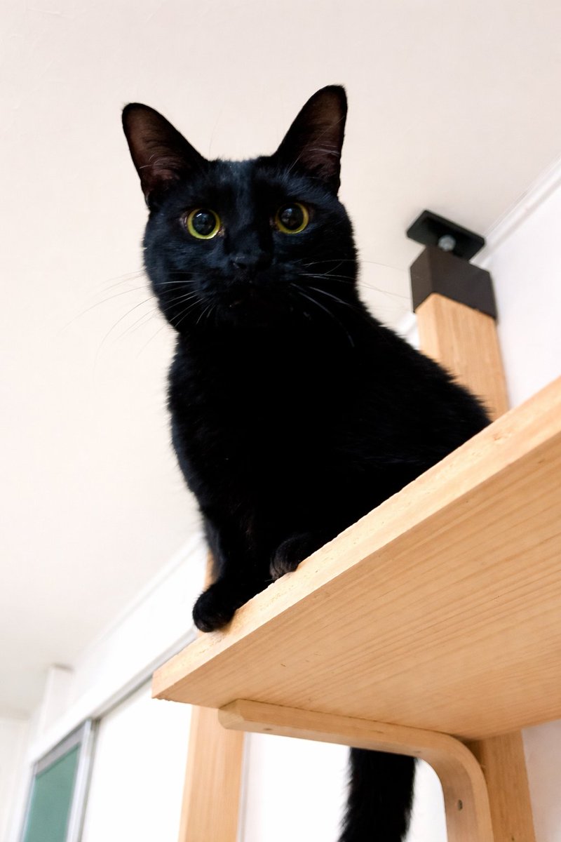 猫野四季＊ tweet media