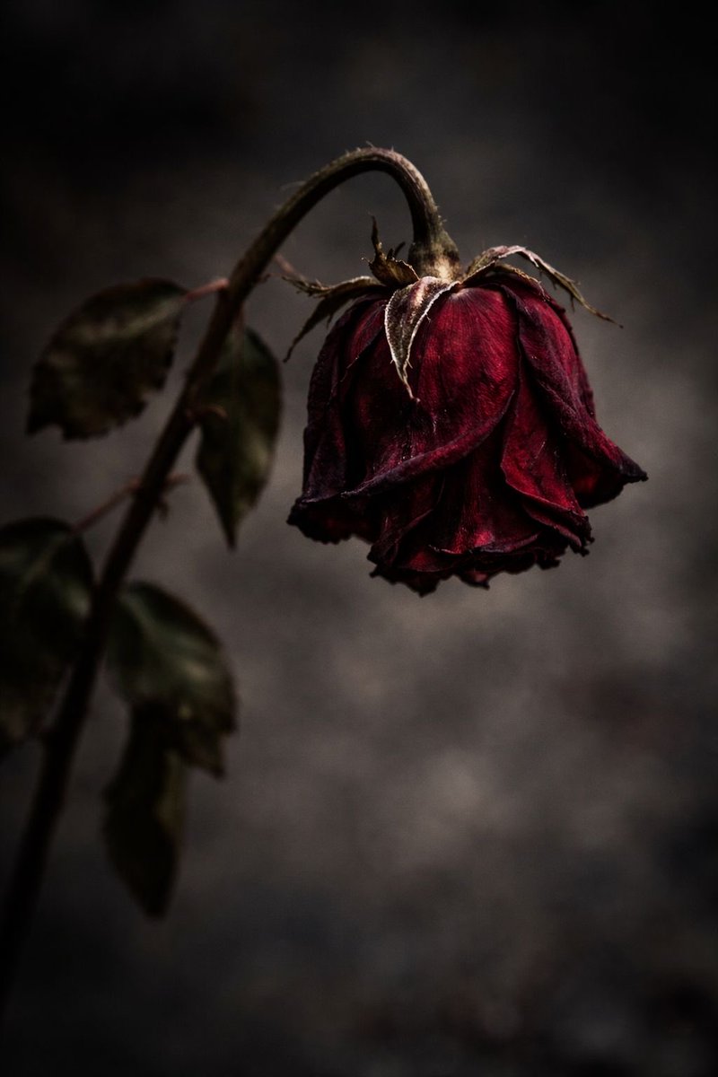 جب وہ پوچھتے ہیں کہ دل کتنا دُکھا ھے؟ 
تو میں ۔۔ 
مجھے اب محبت محسوس نہیں ھوتی 🥀