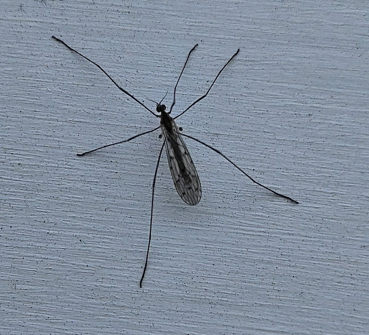 el_nutcase, god of swamp tweet media