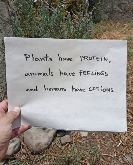 nasrene41's tweet image. #Vegan #PlantBased