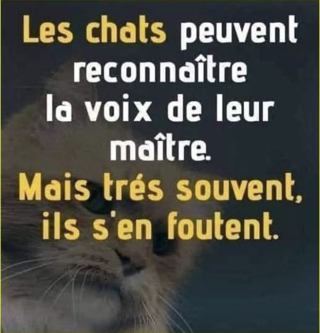 PBE 🦔🌳🐤🐾 tweet media